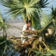 Le sucre du palmier Lontar