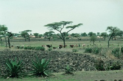 <strong>Lire la suite</strong><br>Géographie de l'Afrique de l'est Géographie de l'Afrique de l'est