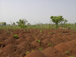 Haoussas (peuple)