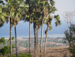 <strong>Lire la suite</strong><br>Savu Savu