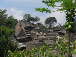 <strong>Lire la suite</strong><br>Flores Flores