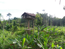 <strong>Lire la suite</strong><br>Les peuples des forêts Les peuples des forêts