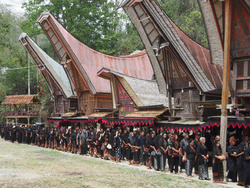 Habitat toraja : Les Tongkonan