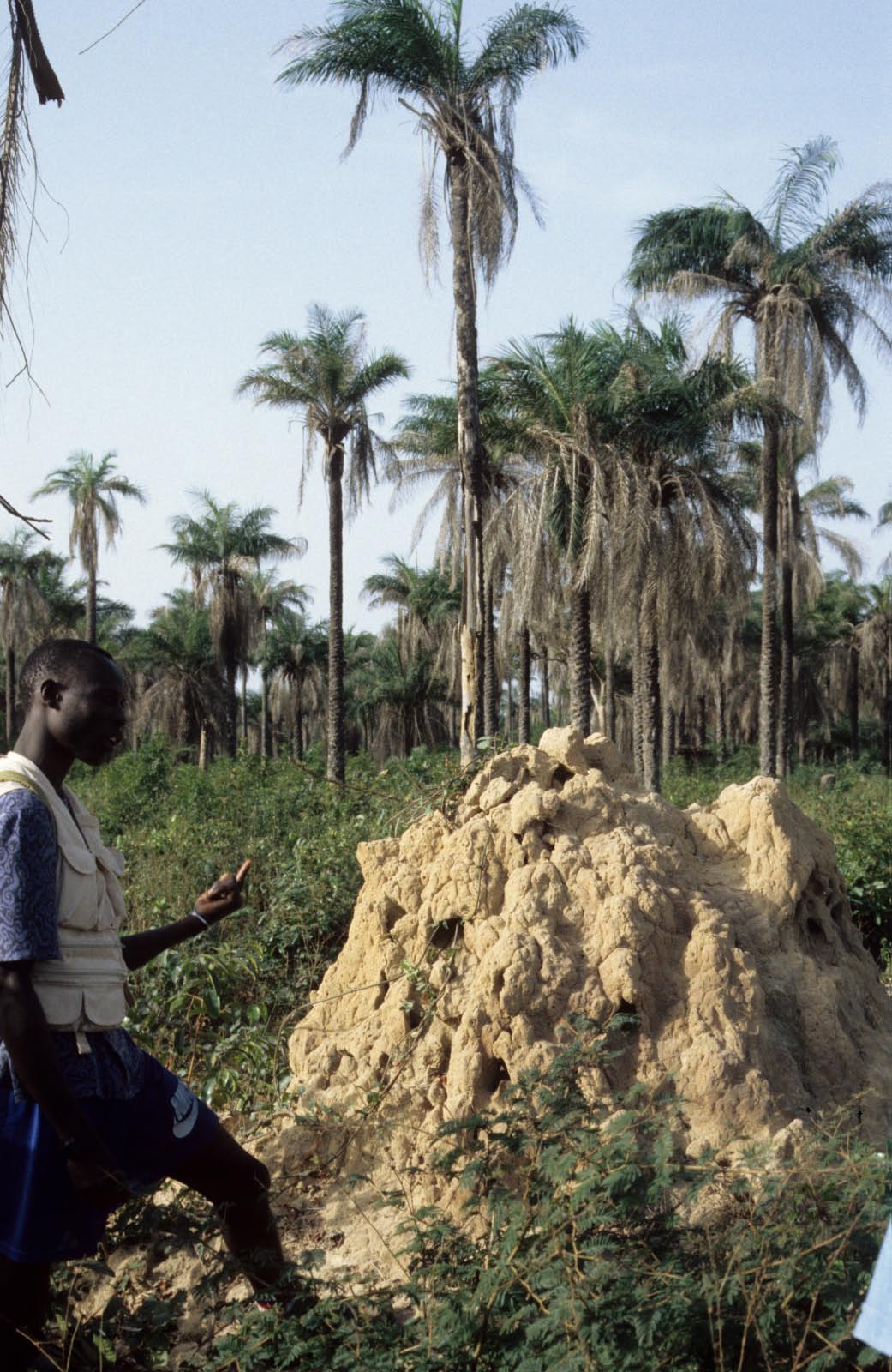 casamance 