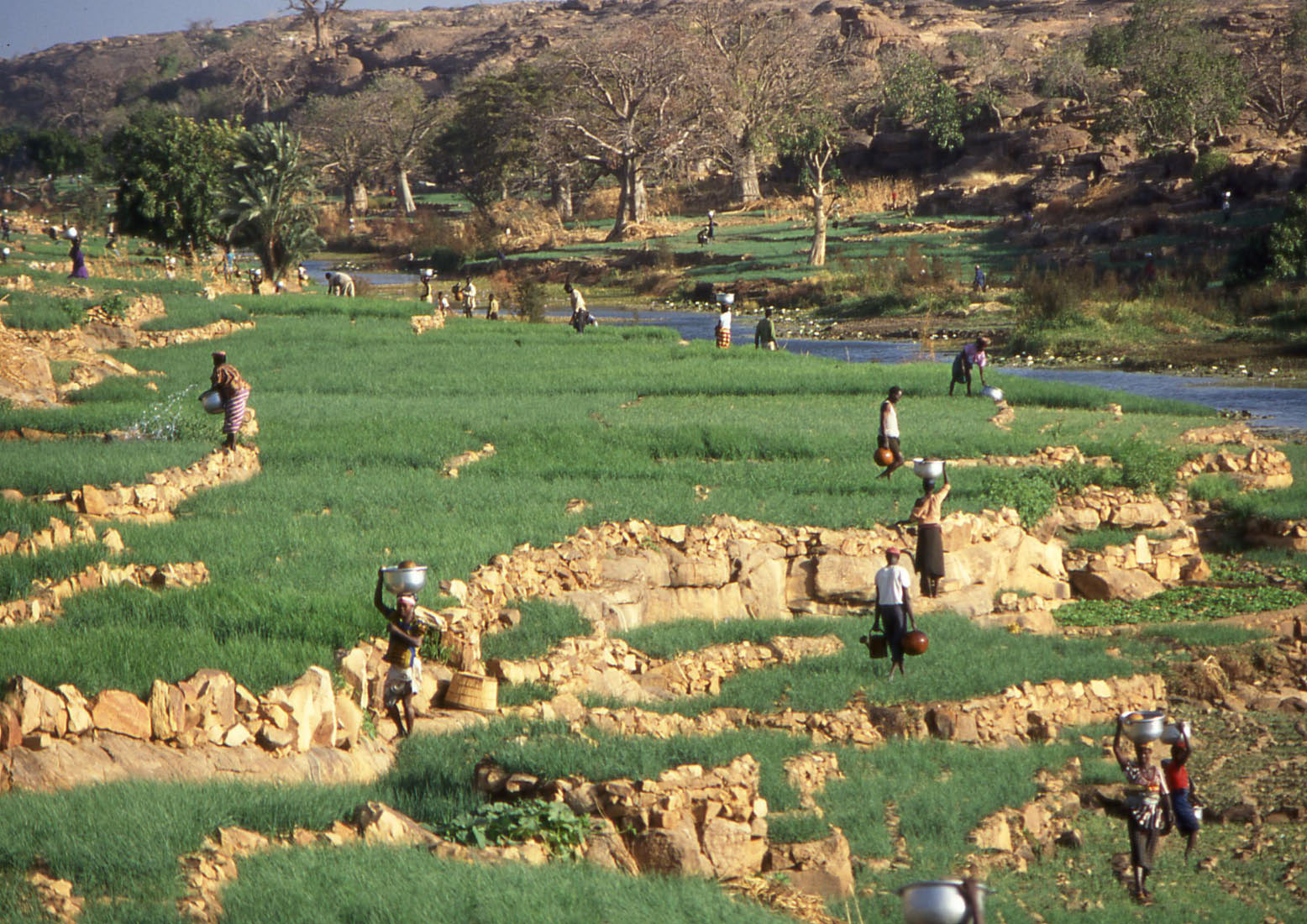 Culture des oignons en pays Dogon