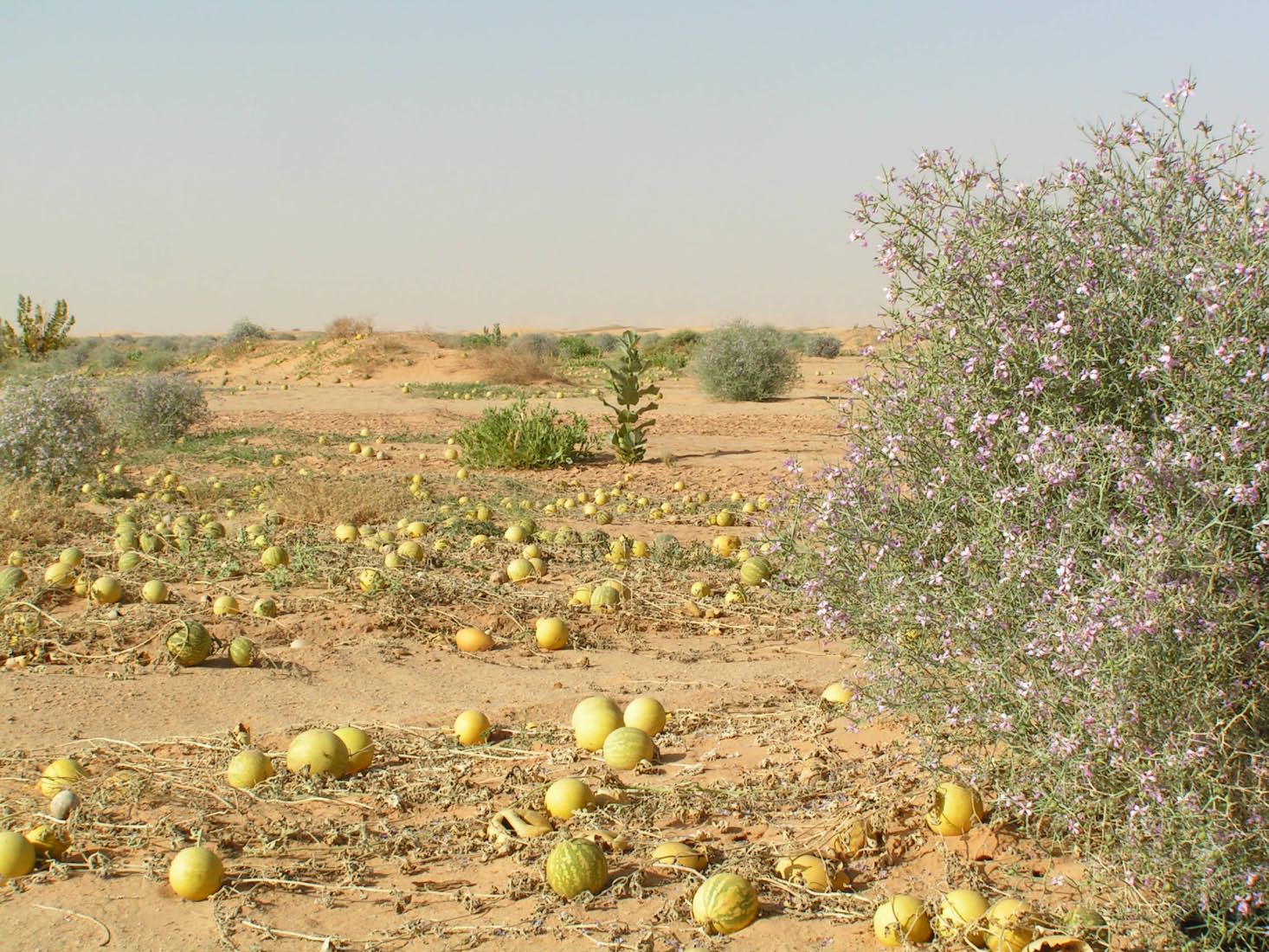 Sahel - Sahara