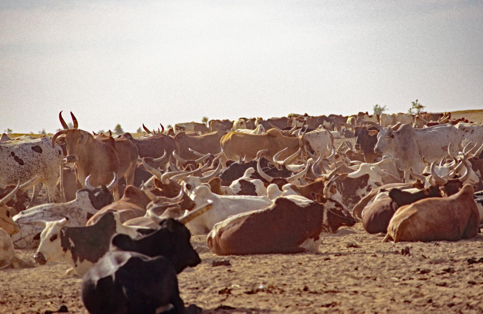 troupeau du Sahel