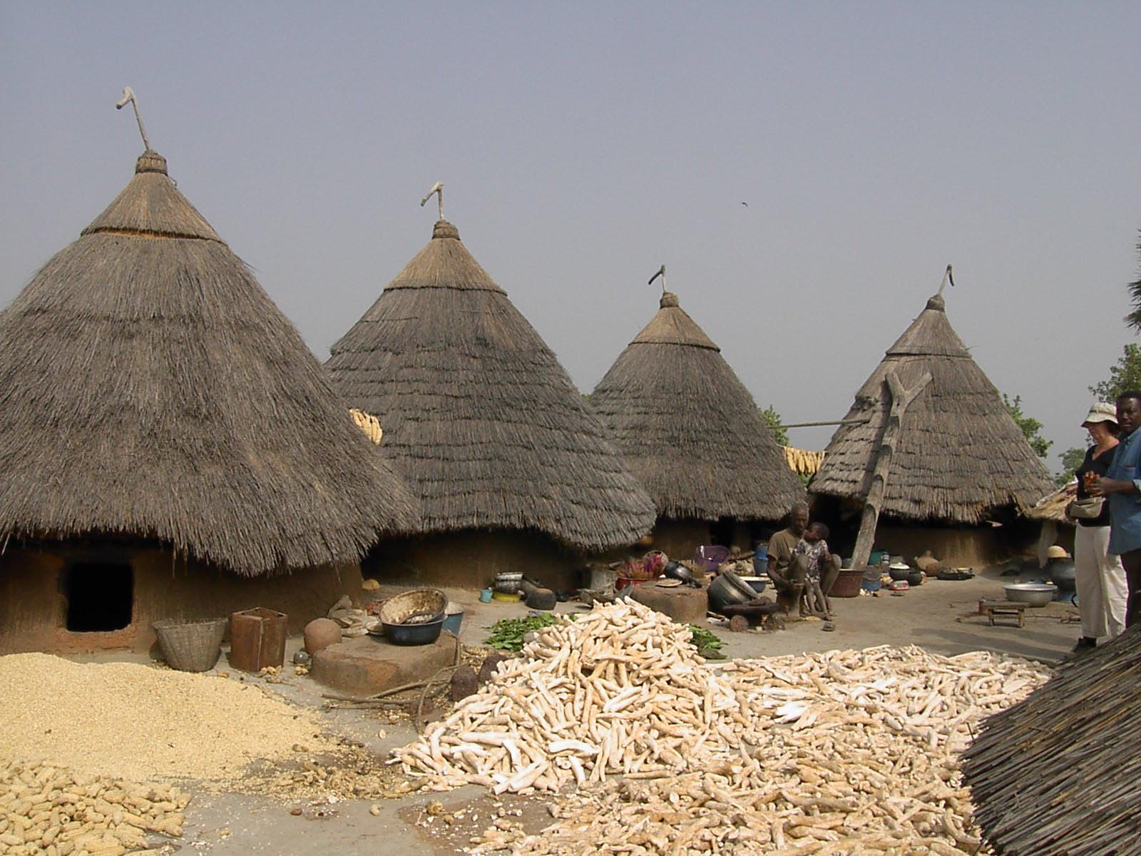 récolte de manioc 