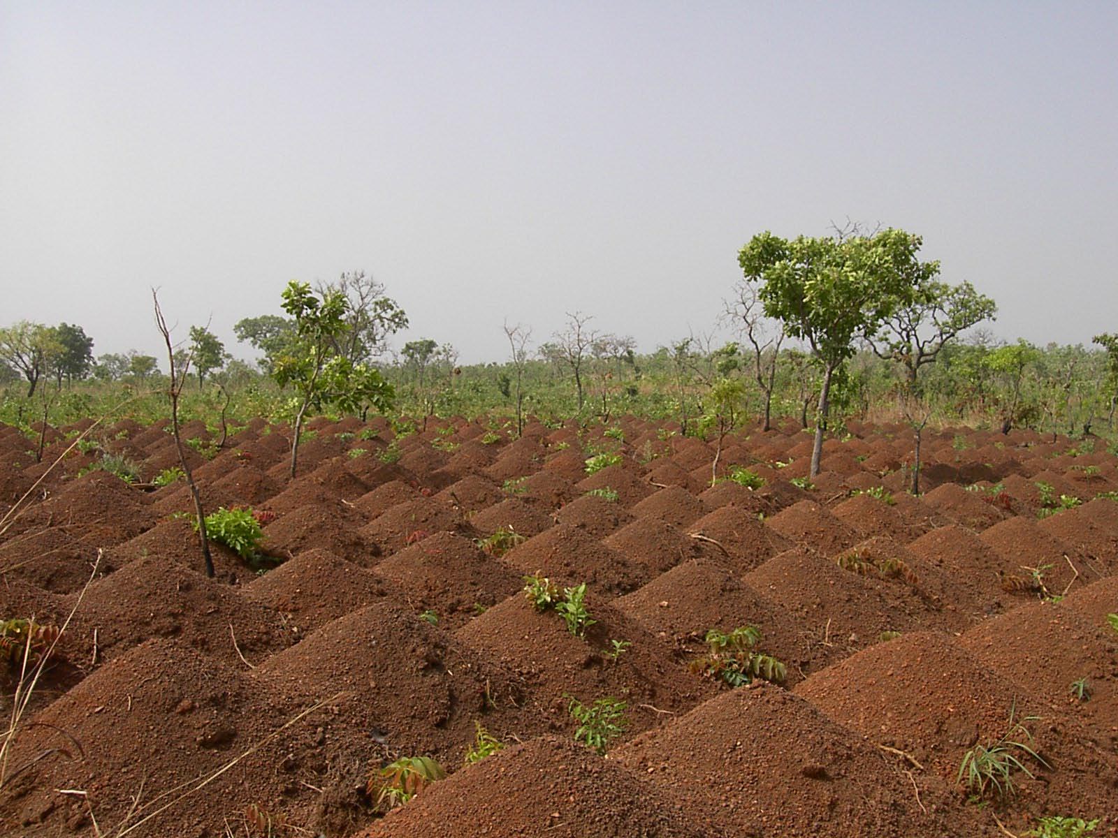 cultures sédentaires au sahel 