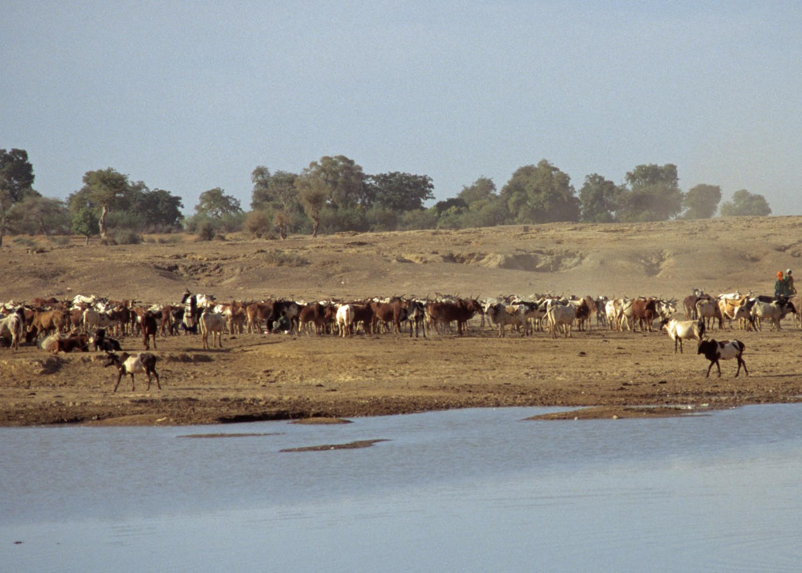 troupeaux en Afrique