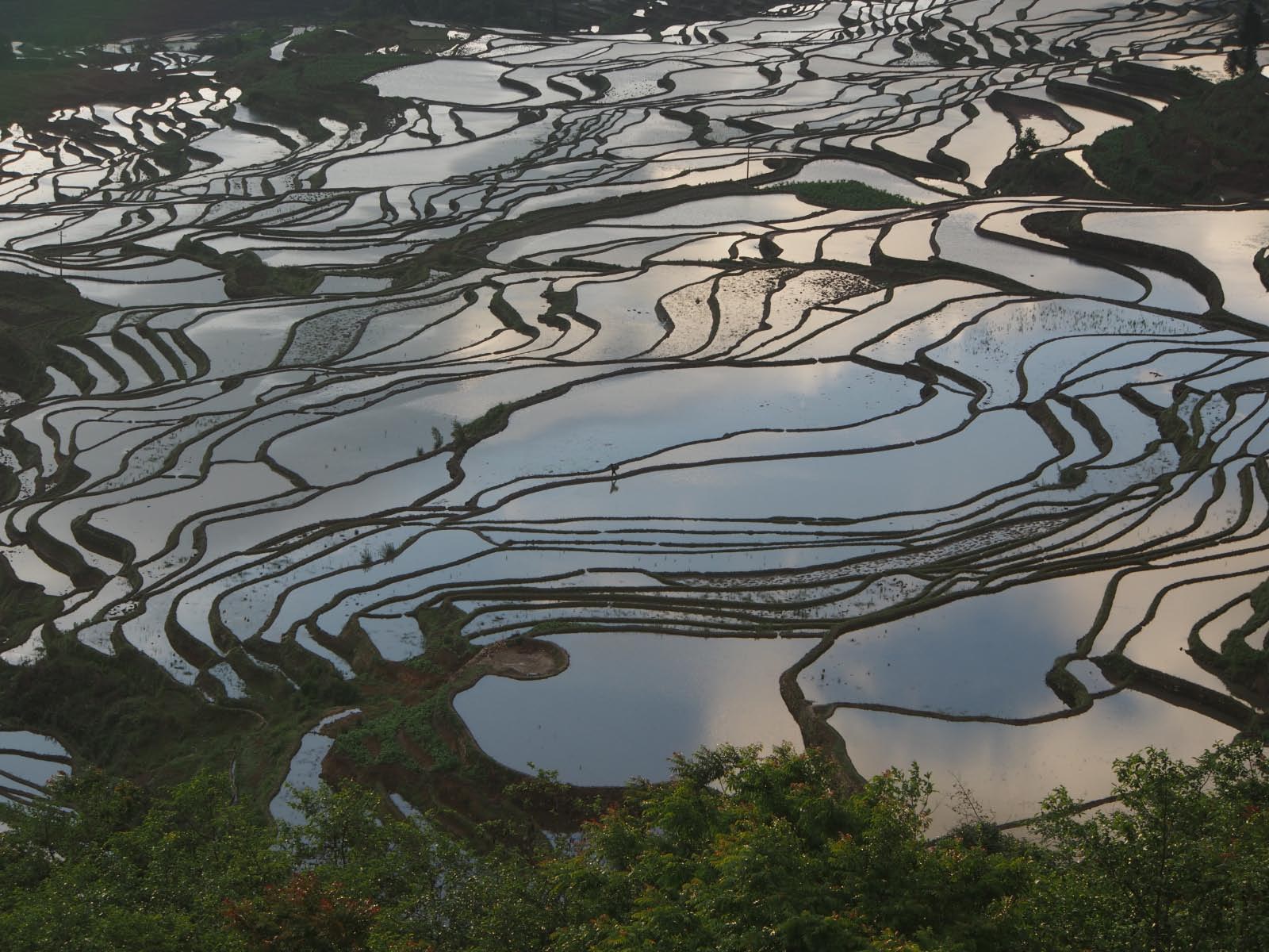 riziere du yunnan 