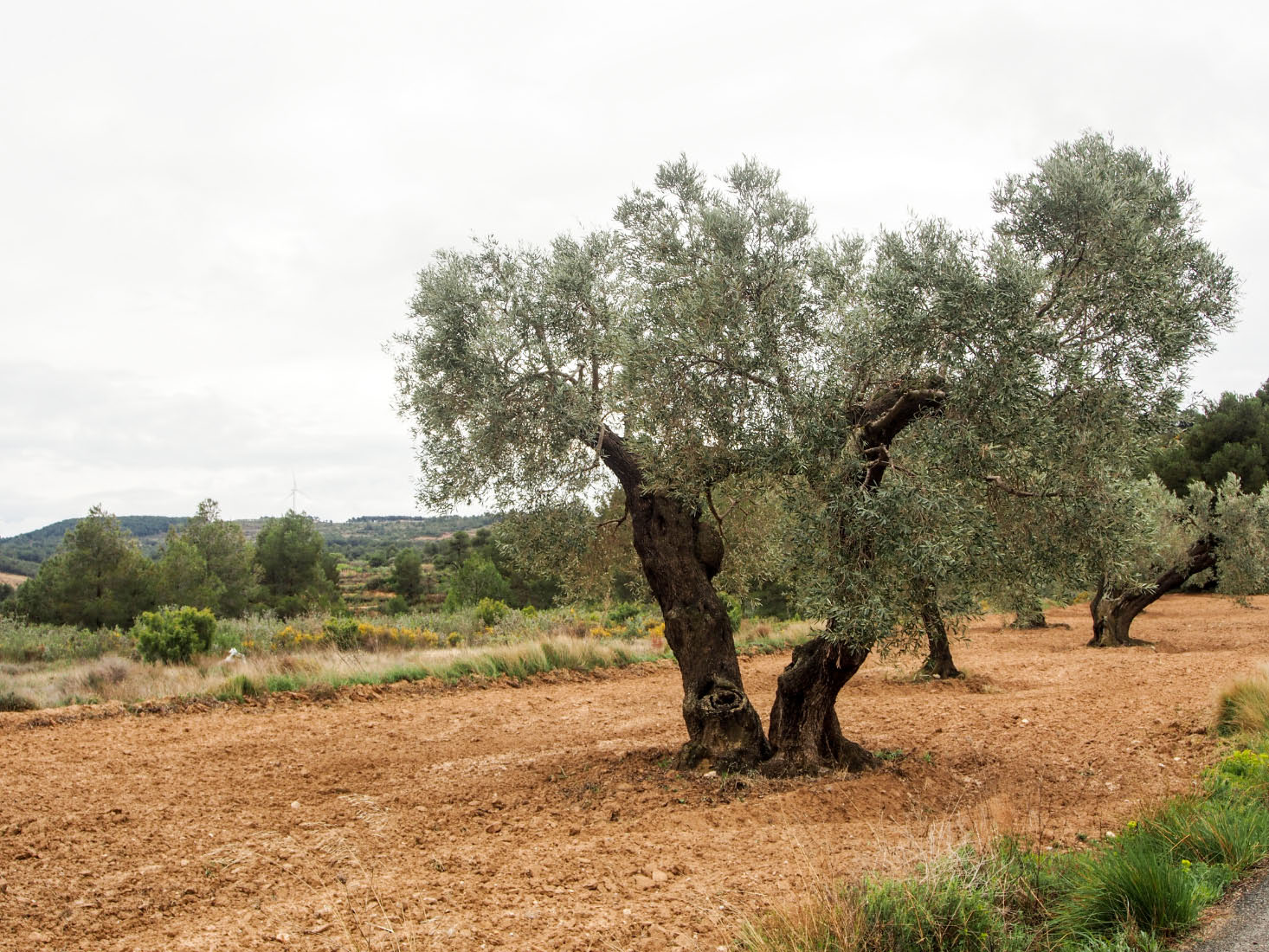 terres d'Europe méditerranéenne : l'olivier