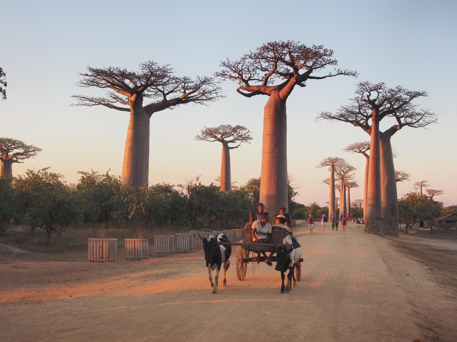 madagascar baobab