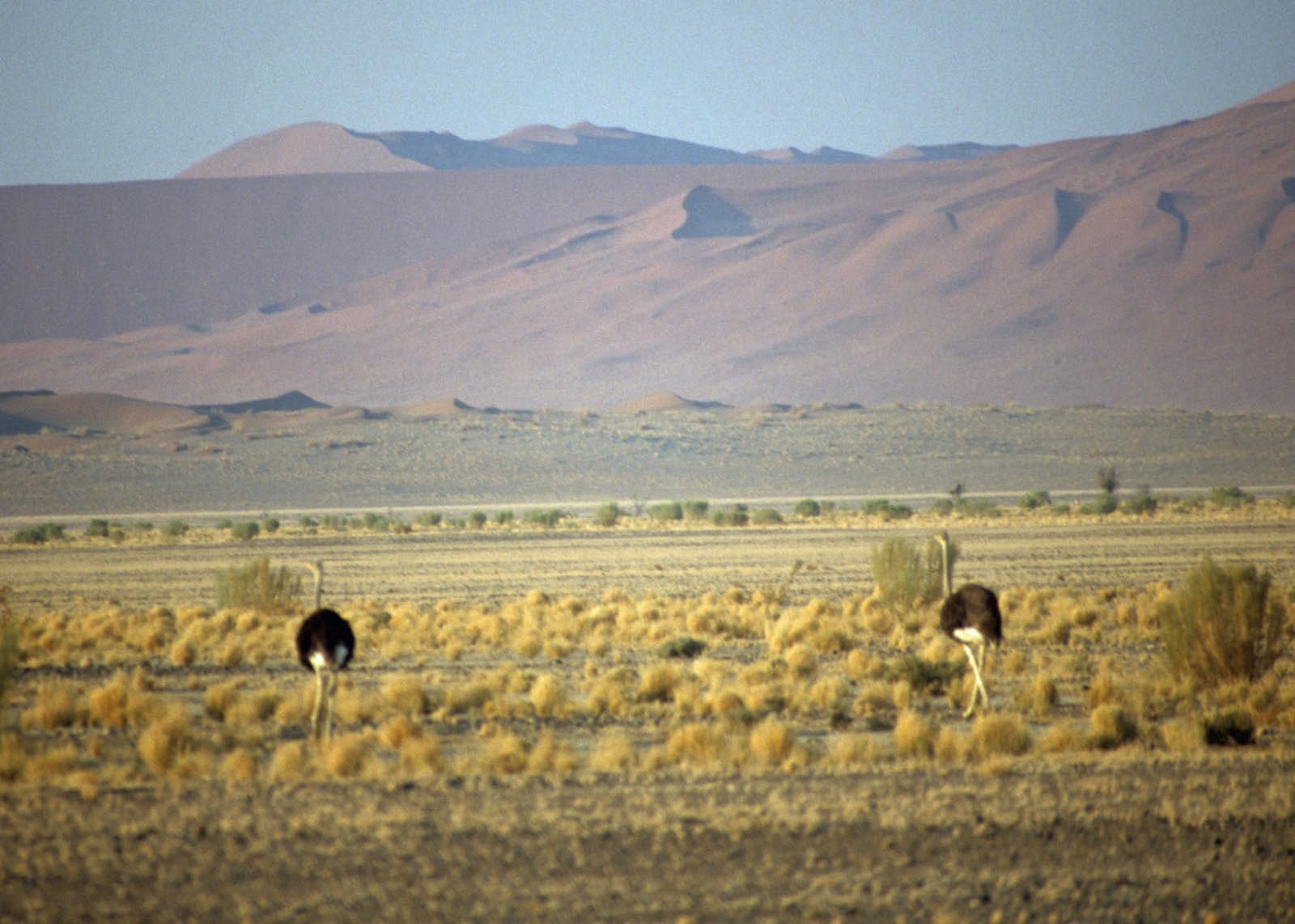 desert du Namib