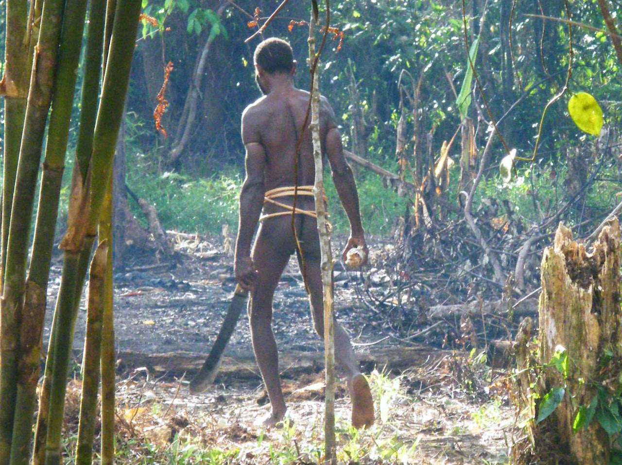 Culture sur brûlis, chez les Korowai (Papou de Nlle Guinée)