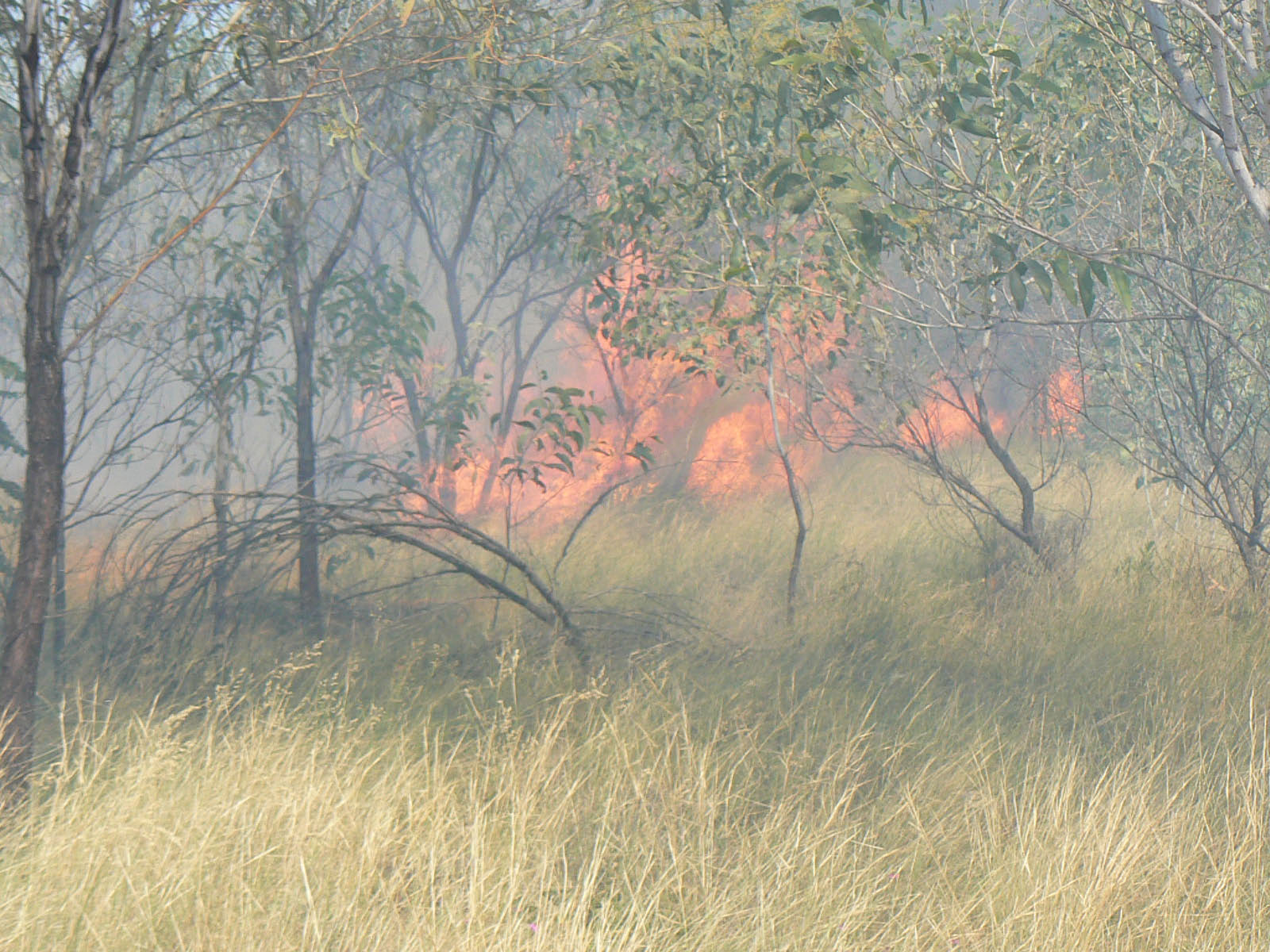 AUSTRALIE - feu dans le bush (les eucalyptus ont une protection naturelle contre les incendies - pelade de l'ecorce)