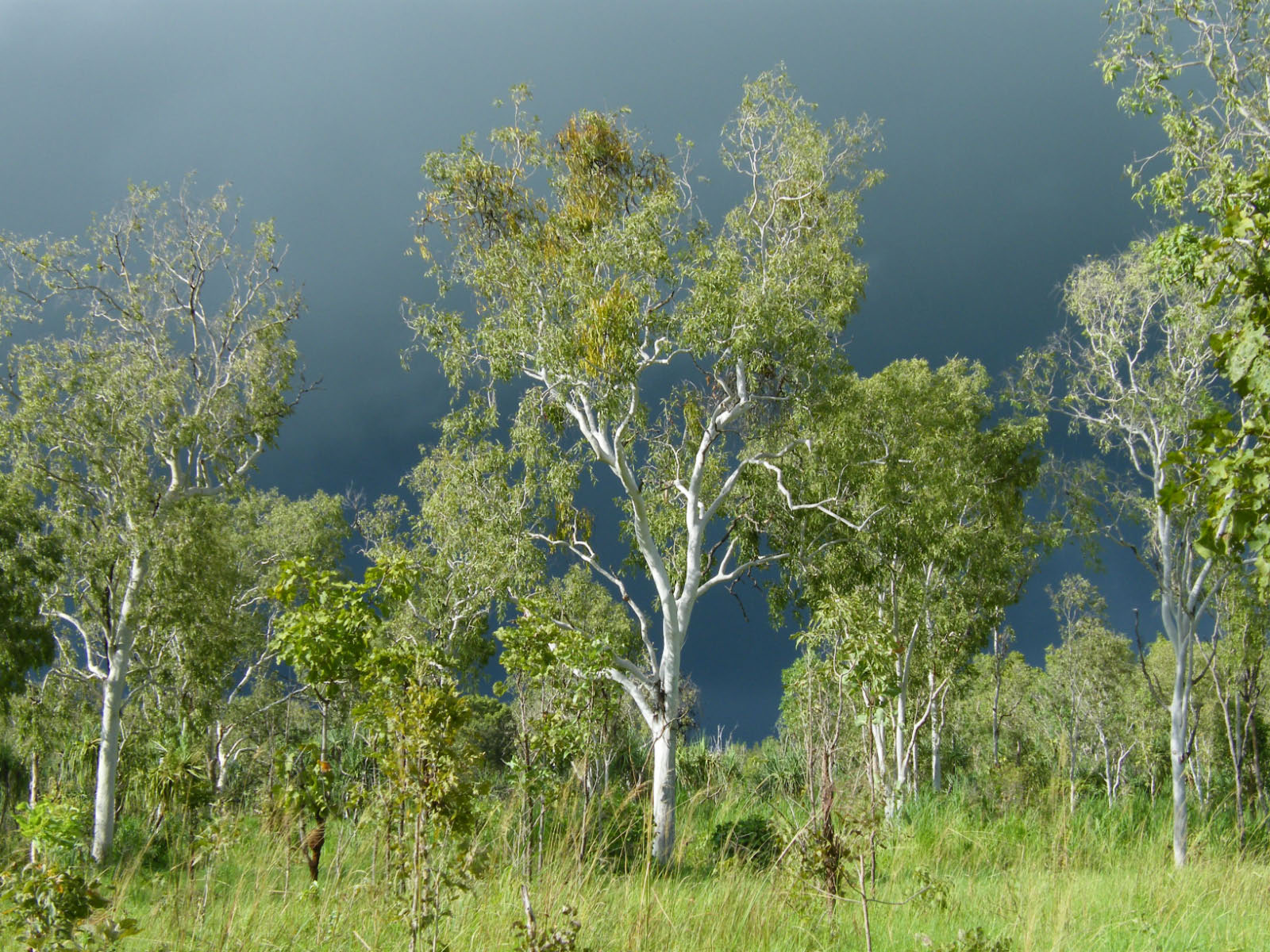originaire d'Australie, l'Eucalyptus compte plus de 150 variétés