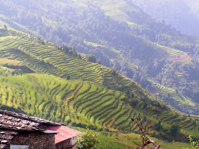 terraces-gurung-1