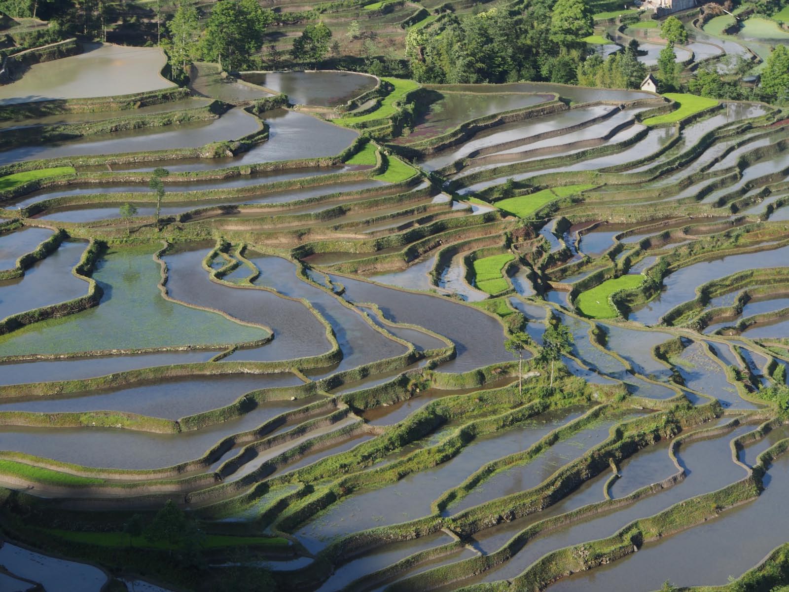 rizières du ciel ( Yunnan )       