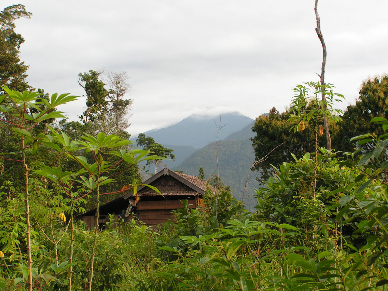 Sulawesi   parc de Kolonodale 