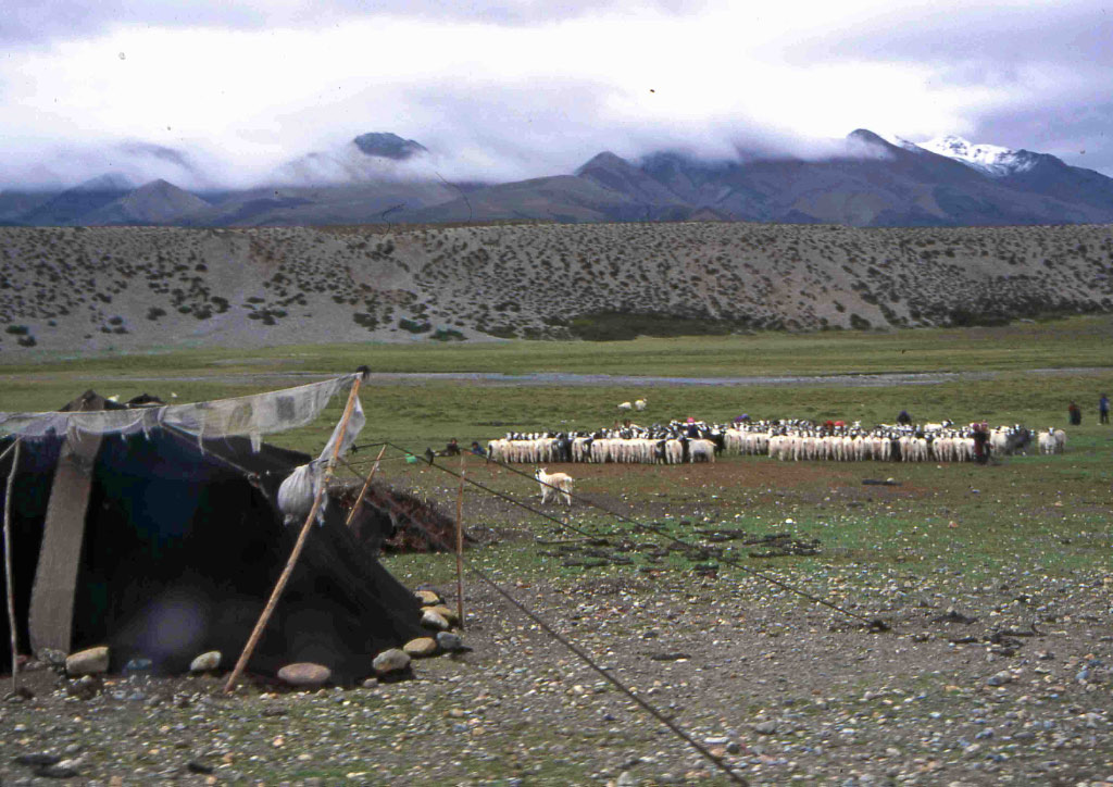 Durant l'été, les Drokpas, s'installent sur le plateau avec leurs tentes en poil de Yak
